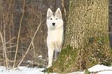 SIBERIAN HUSKY 161